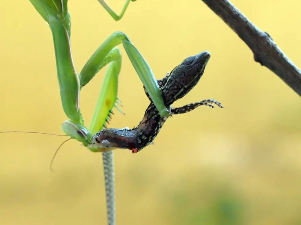 Lizard captured by praying mantis