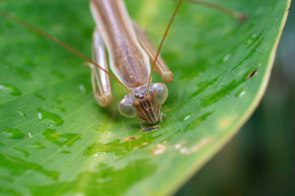 Praying Mantis drinking water drops on a leaf