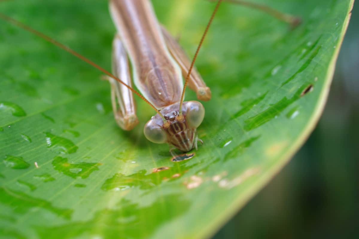 What Do Praying Mantis Eat With Video Hunting A Fish WhatBugIsThat Biology Diagrams