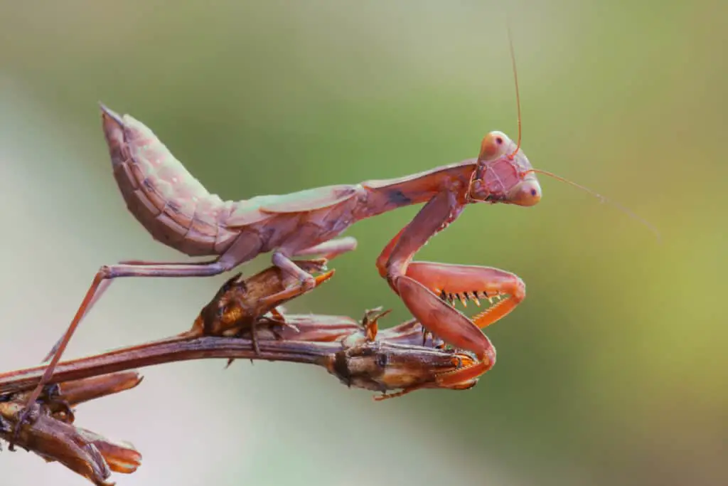 Praying mantis with head turned