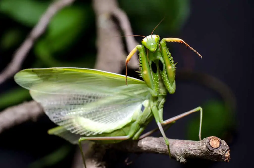 Praying mantis in defensive stance