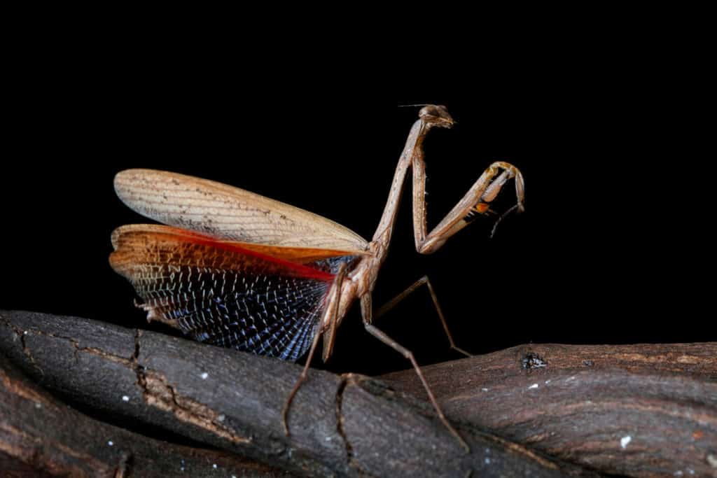 Praying mantis with wings out