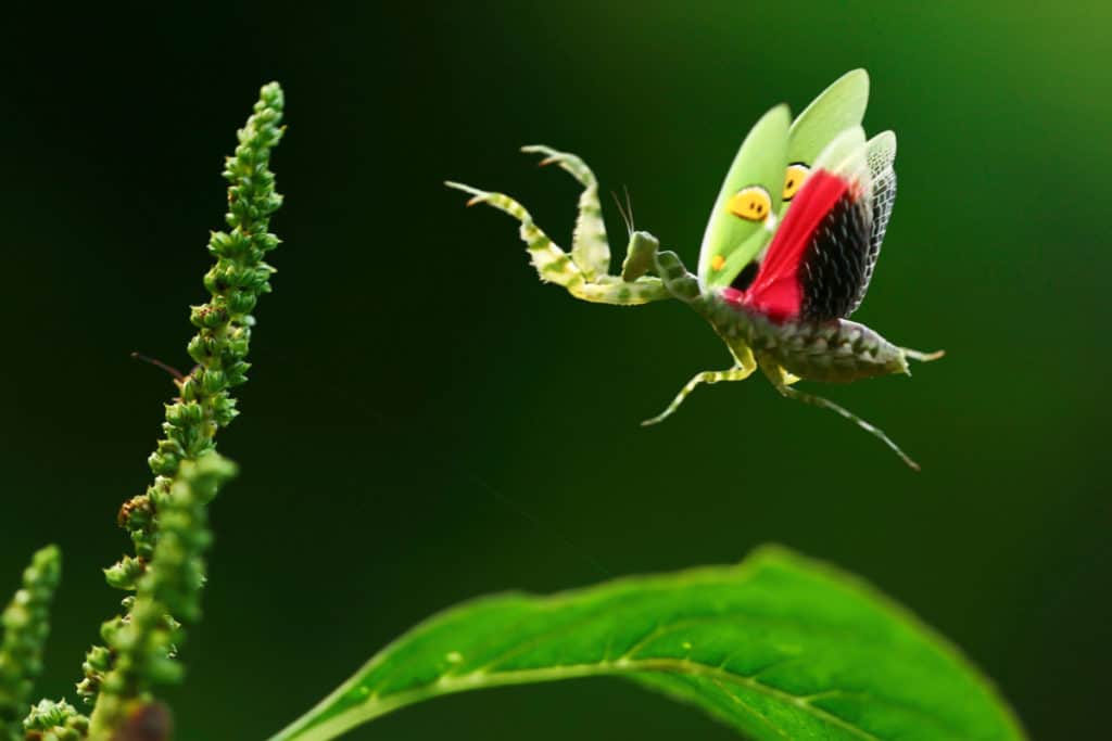 Praying mantis in flight