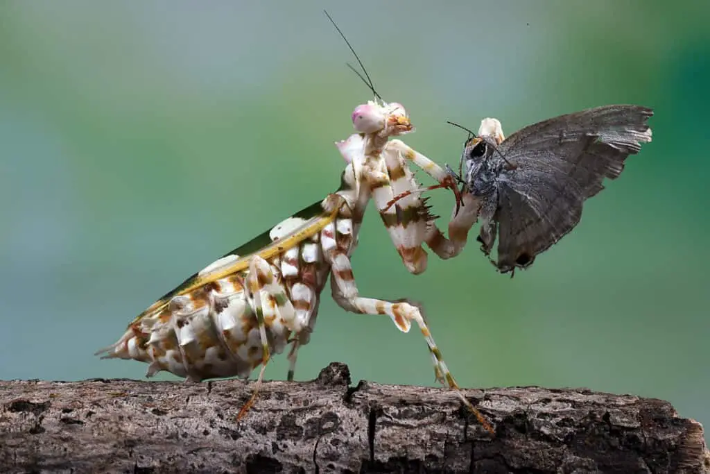 Spiny Flower Mantis capturing a moth