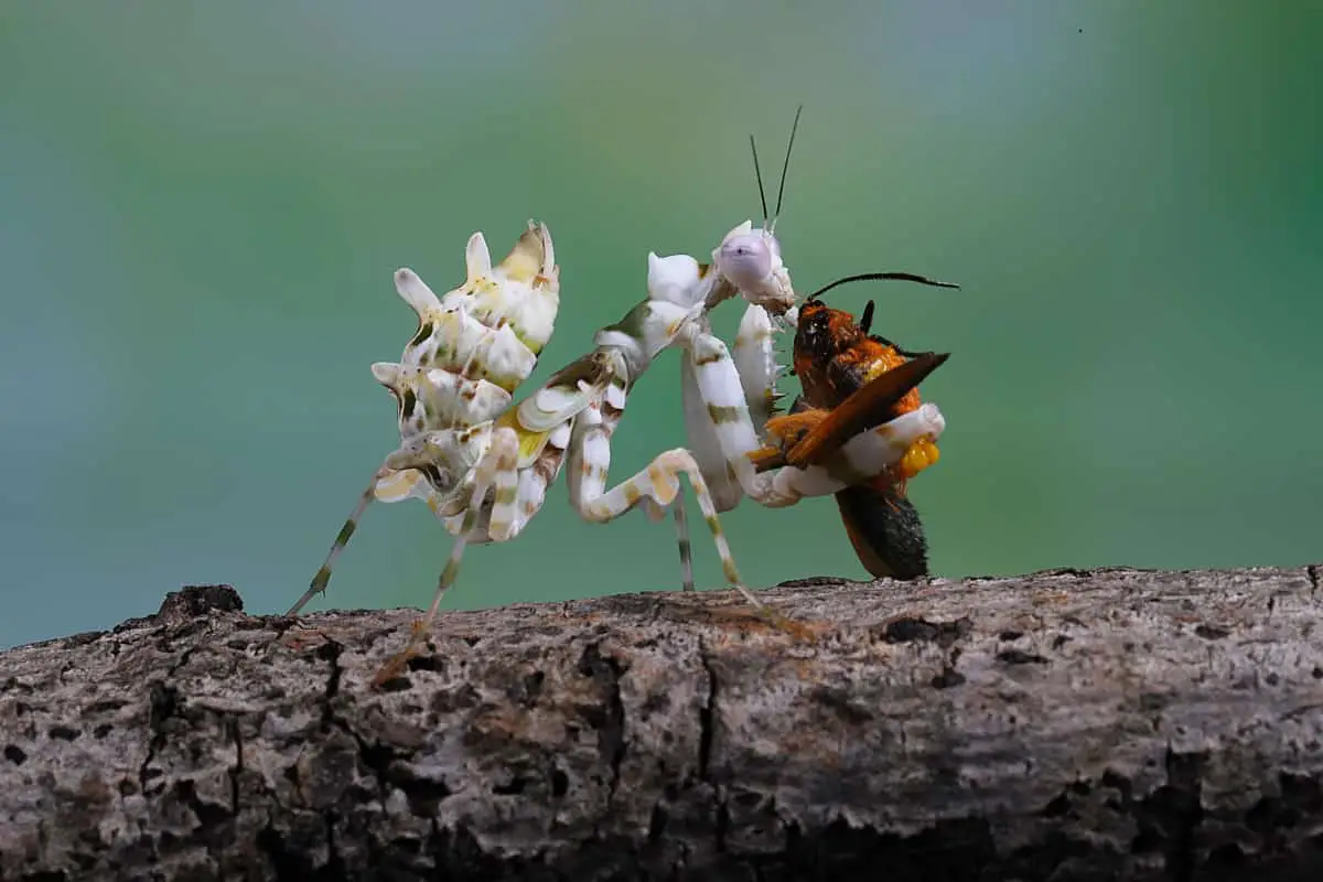 The Spiny Flower Mantis Your Complete Guide WhatBugIsThat