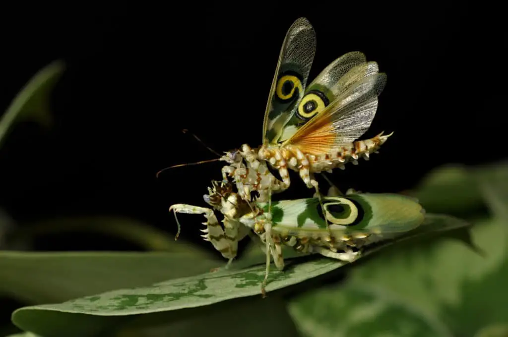Spiny Flower mantis mating