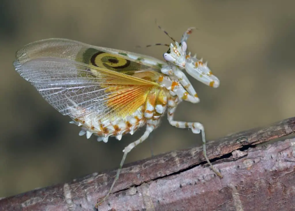 Spiny flower mantis in defensive position