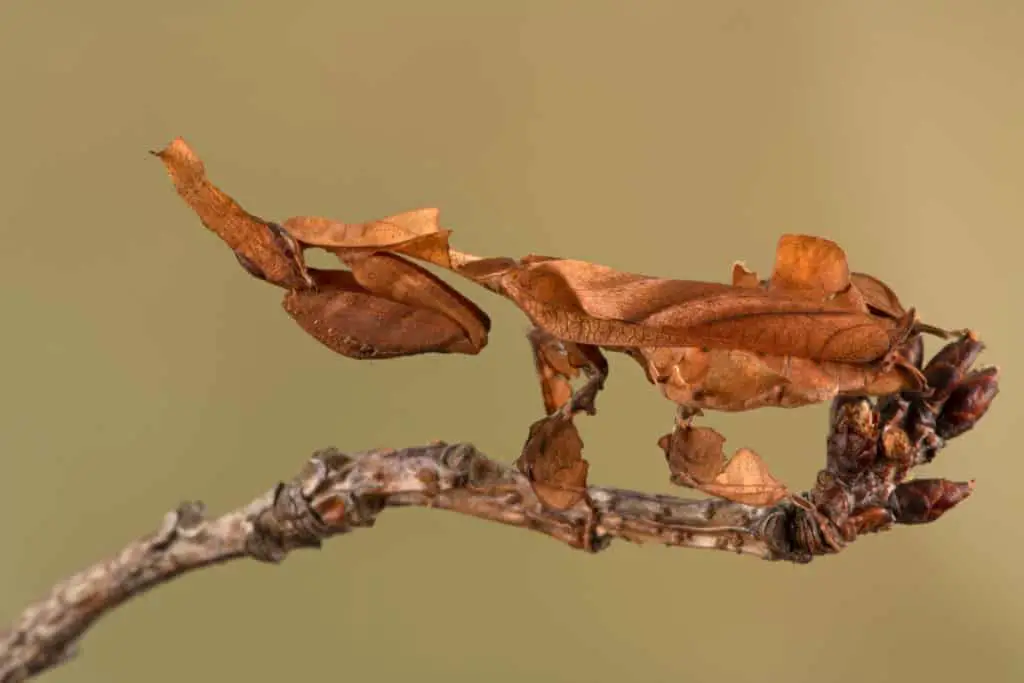 Ghost mantis on a branch