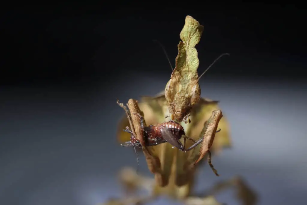 Ghost mantis eating a cricket