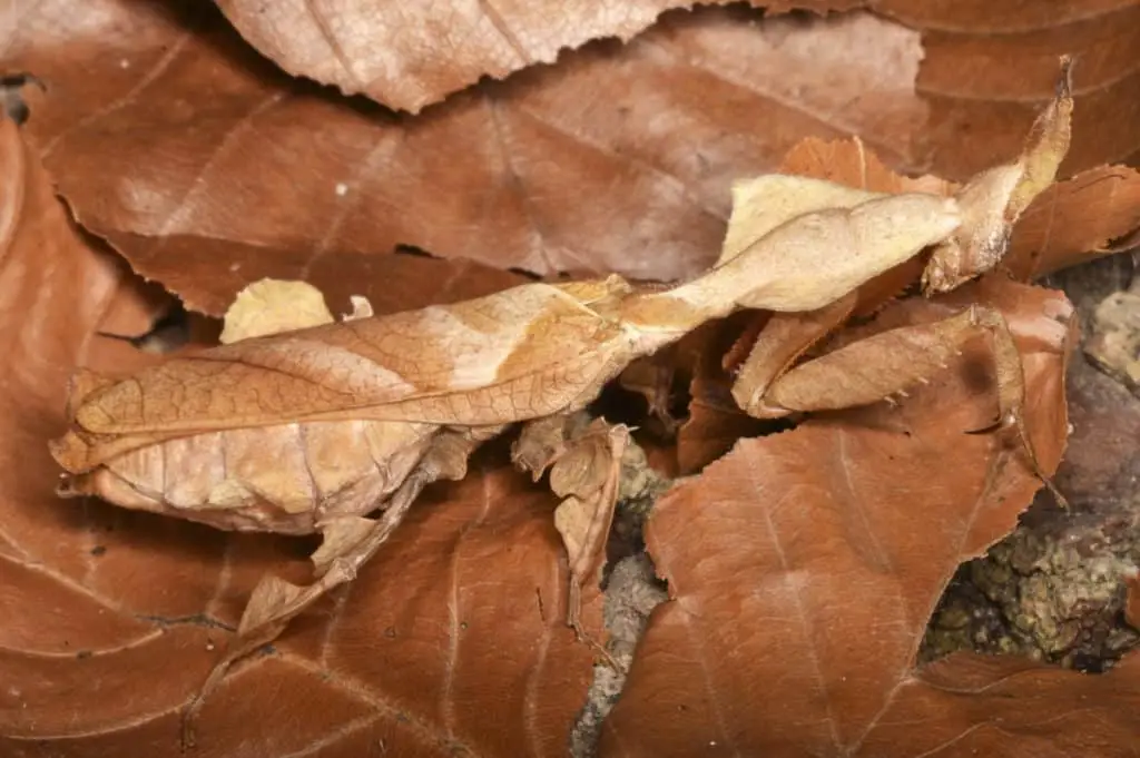 Ghost mantis blending in with dead leaves