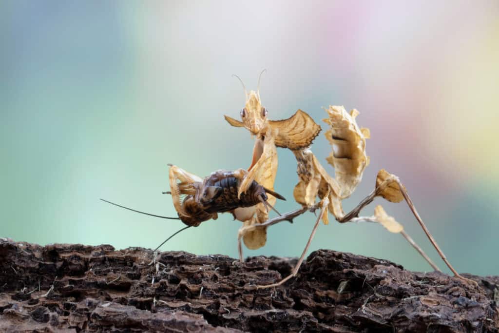 Devils Flower Mantis Capturing a Cricket