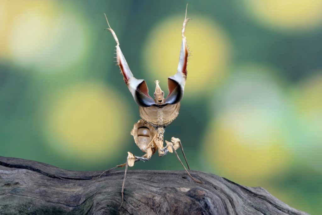 Devils Flower Mantis Deimatic Behavior