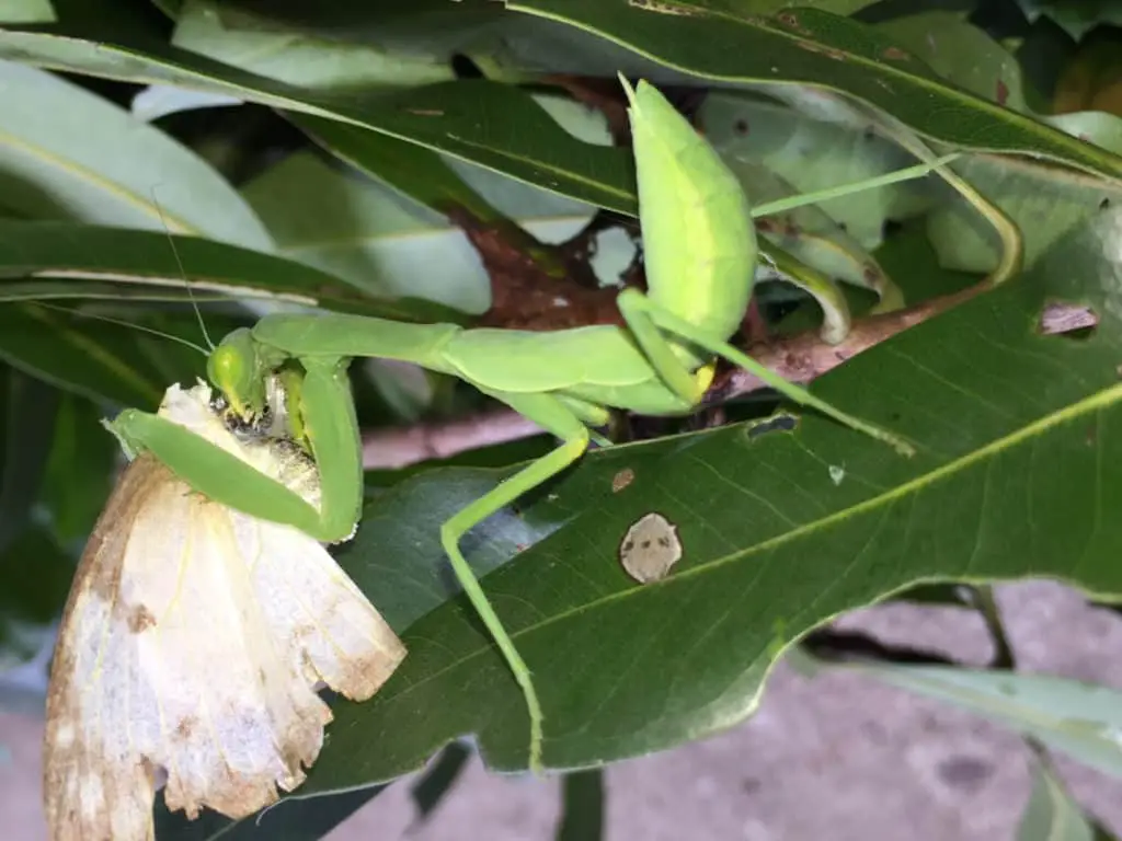 Hierodula Patellifera Is Eating A Butterfly