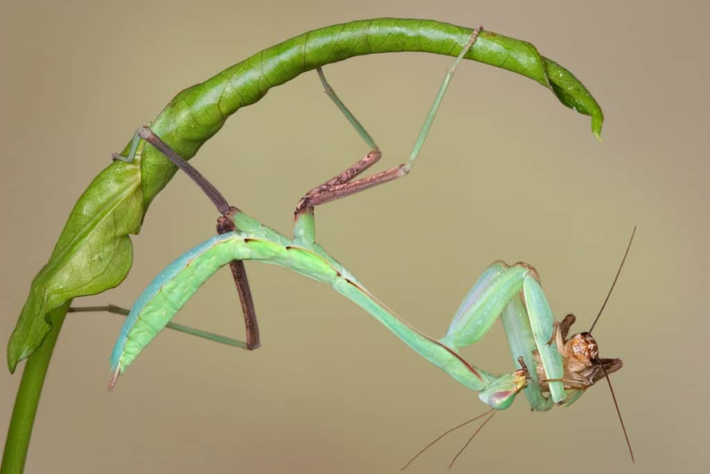 Giant Asian Mantis nymph eating cricket