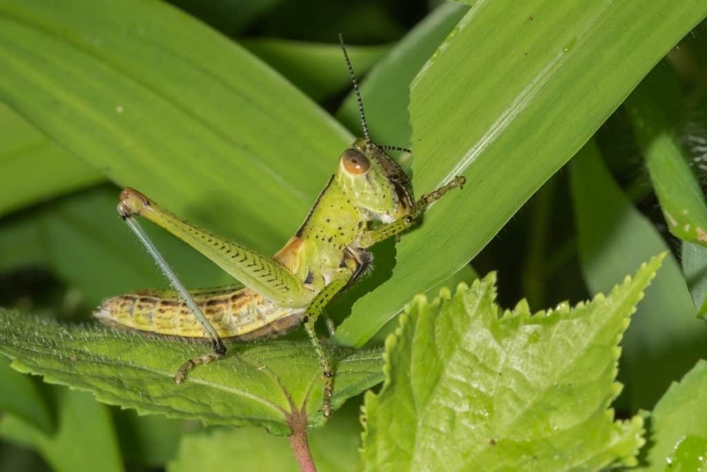 Grasshopper Eating a Leaf