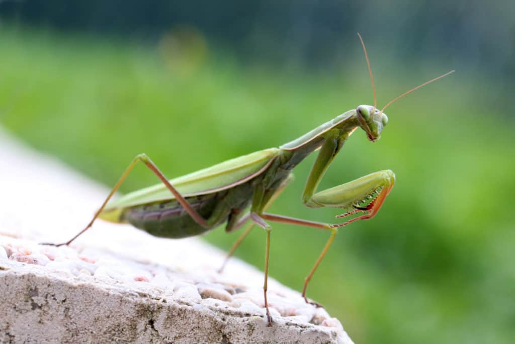 Praying Mantis in Praying Position