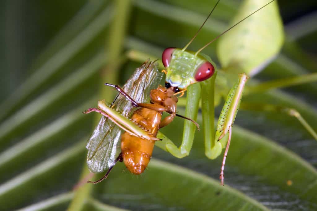 Praying mantis feeding