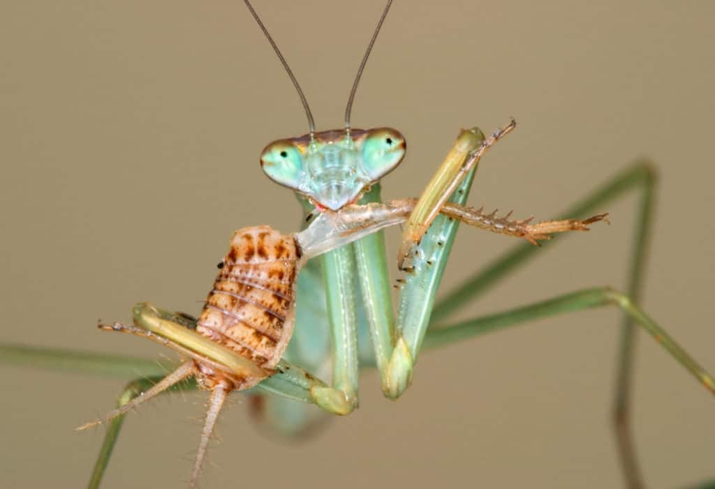 Praying mantis feeding