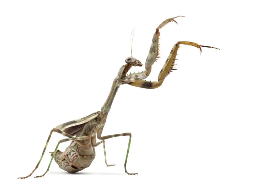 Budwing mantis demonstrating an aggressive defensive stance