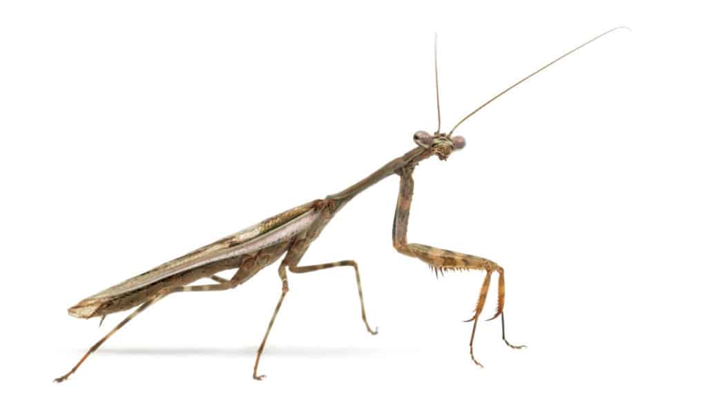 The Budwing Mantis on white background
