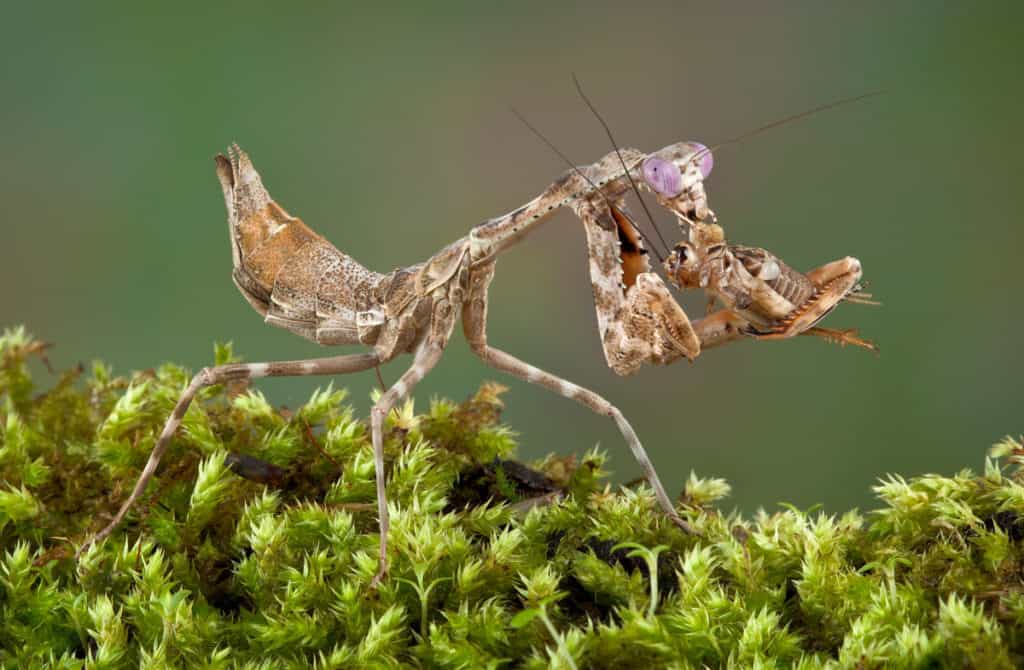 Budwing mantis eating a cricket