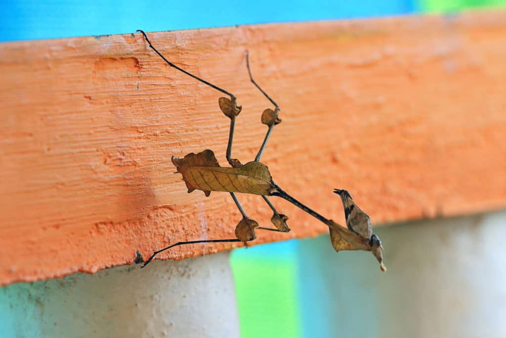 Ghost Mantis on a log