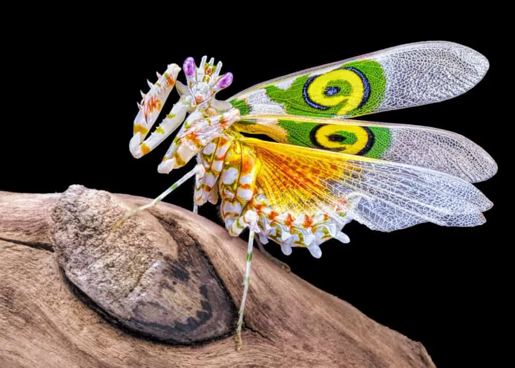 Spiny,Flower,Mantis