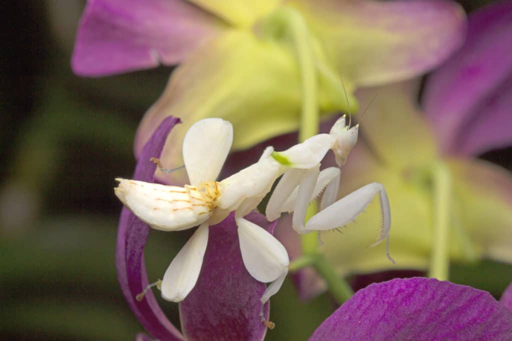 The Orchid Mantis