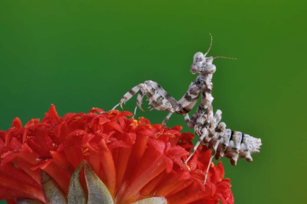 Blepharopsis Mendica On A Plant