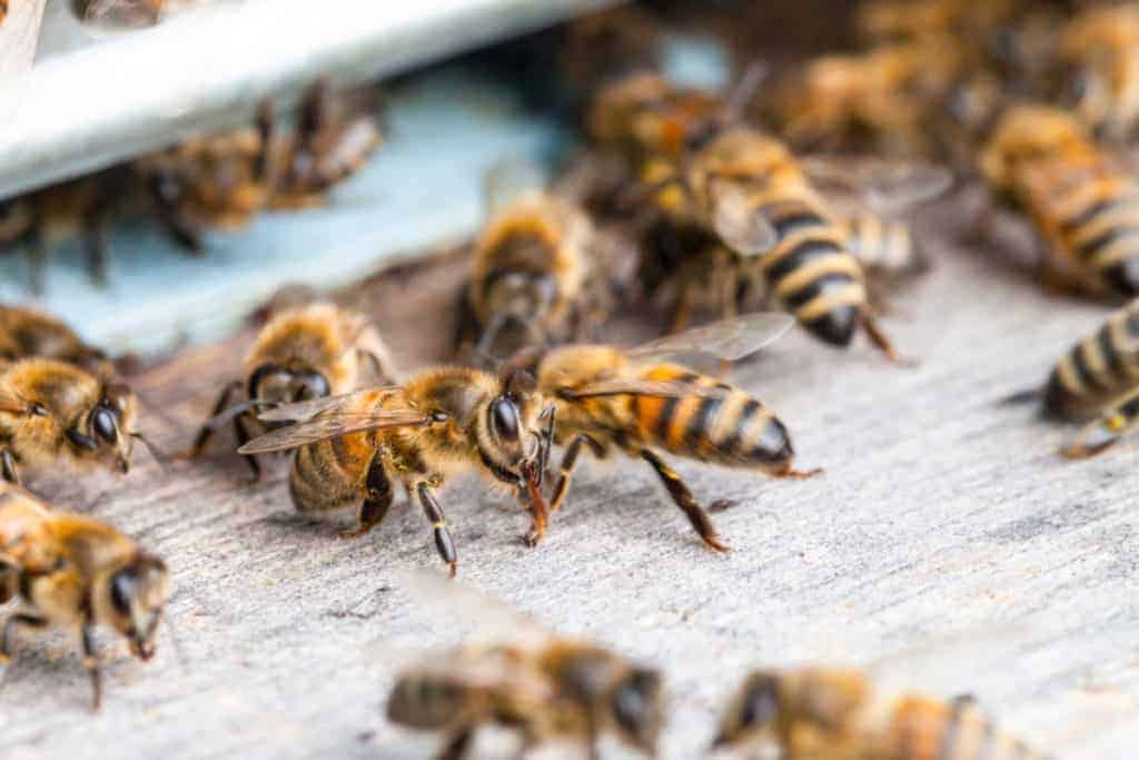 How Do Bees Communicate? WhatBugIsThat