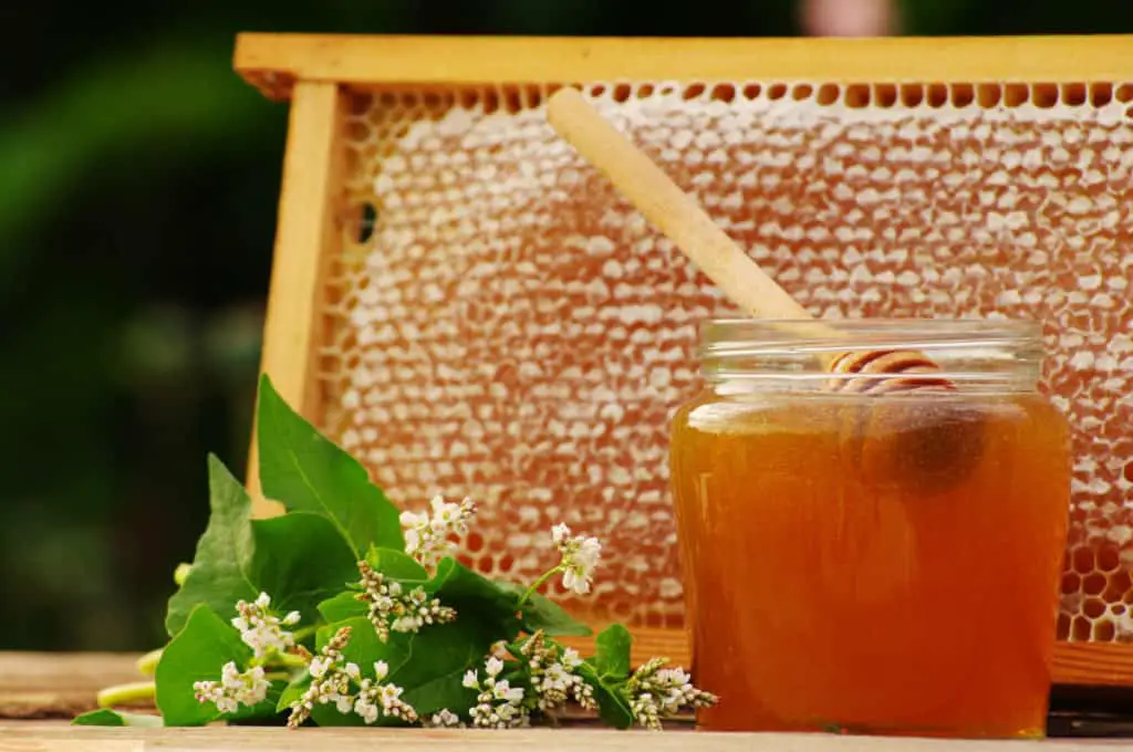 What Is Buckwheat Honey And Where Can I Get It? WhatBugIsThat