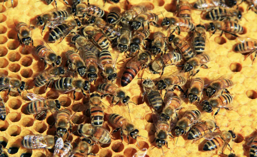 Brood comb with queen bee